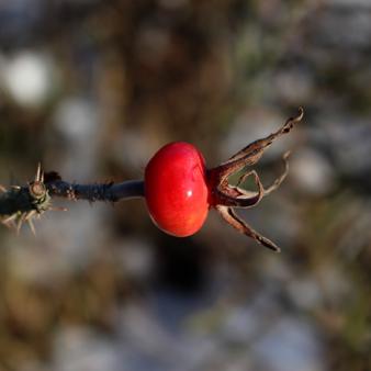Hagebutte. Foto &copy; Erik Kohl 2021