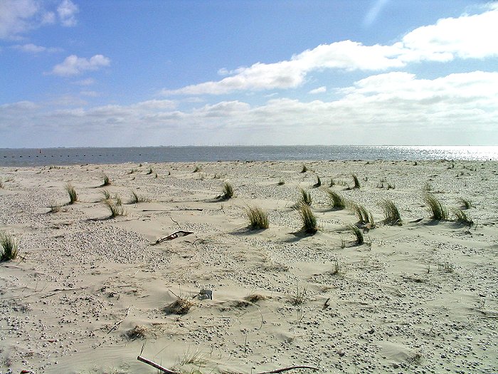 Dünengras auf dem Oststrand