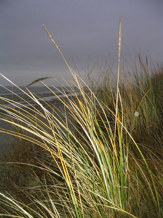 Dünengras im November