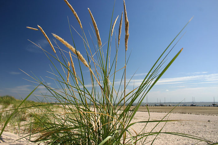 Gemeiner Strandhafer