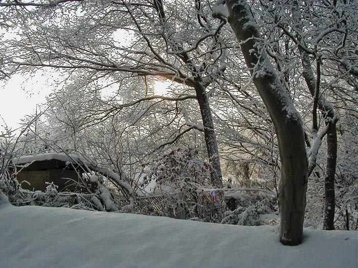 Schulwäldchen und Kleingärten im Schnee