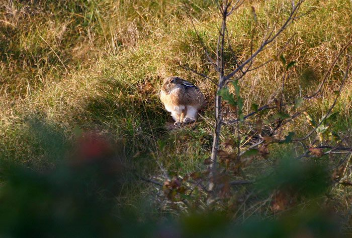 Feldhase im Gras