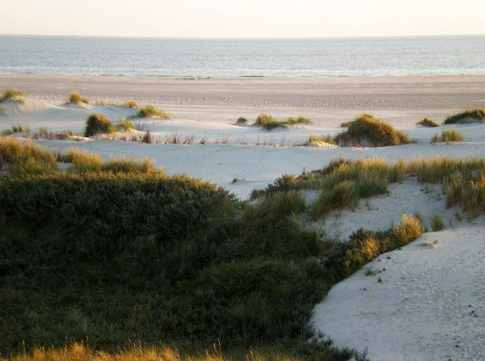 Vordünen im Morgenlicht