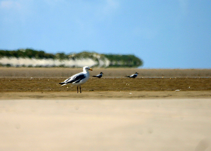 Silbermöwe am Oststrand