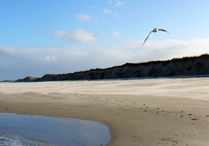 Möwe im Flug