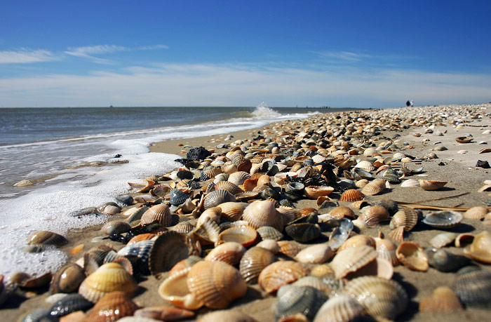 Muschelschalen am Oststrand