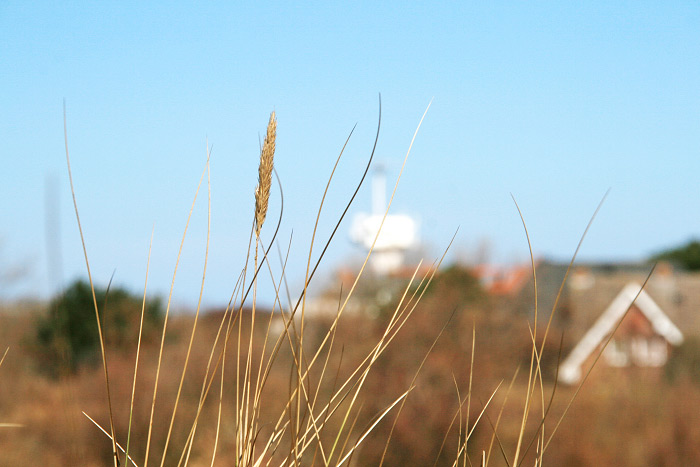 In den Osterdünen