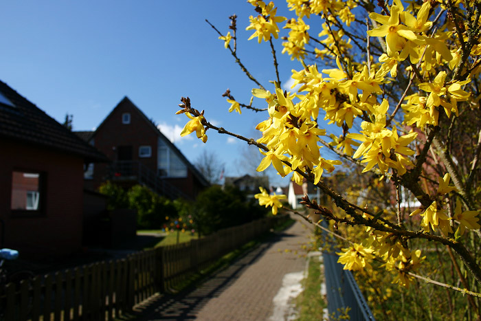 Forsythie im Damenpfad