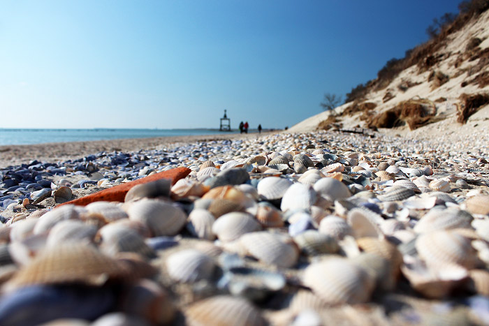 Schalen der Herz- und Miesmuschel am Ostende