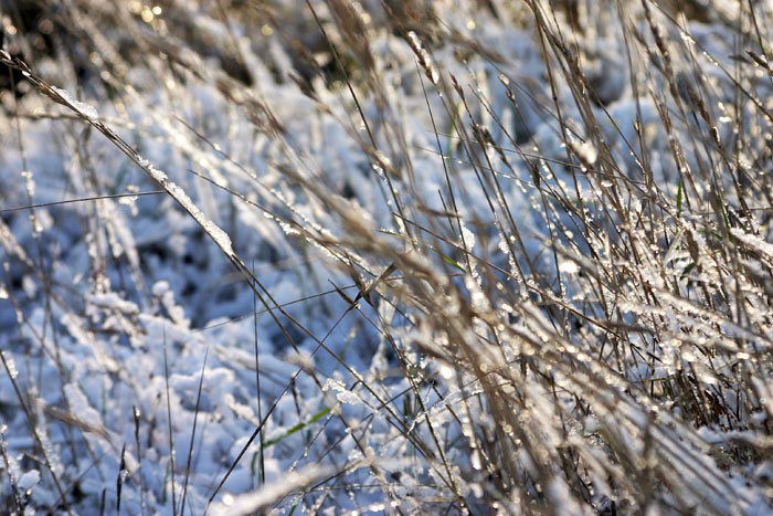 Schnee-Gras