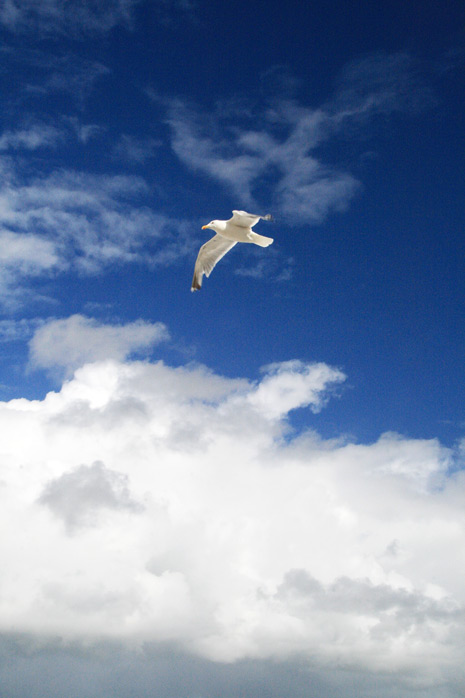 Möwe im Flug