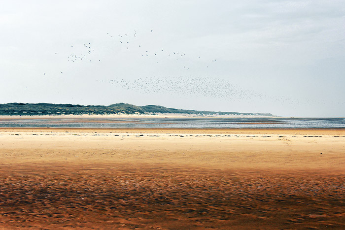 Vogelschwarm über dem Oststrand