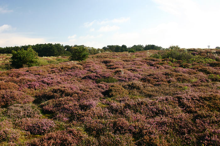 Blühendes Heidekraut in den Dünen