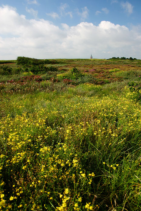 Heidedünen