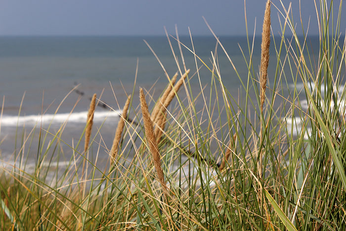 Strandhafer in den Norddünen