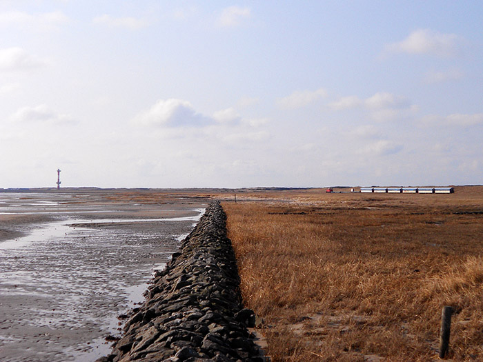 Salzwiesen und Wattenmeer