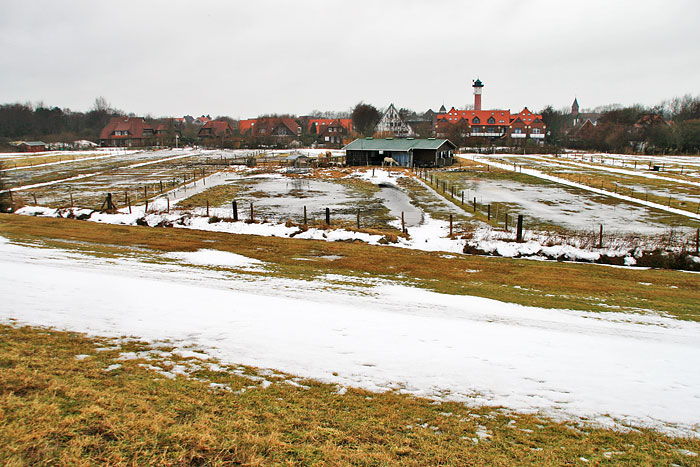 Weiden im Dorfgroden