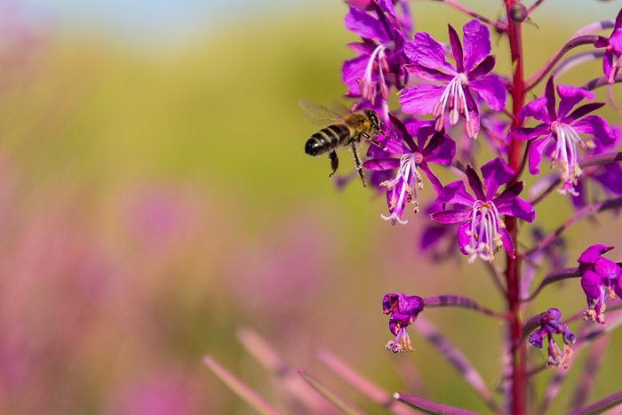 Bienenbesuch am Weidenröschen