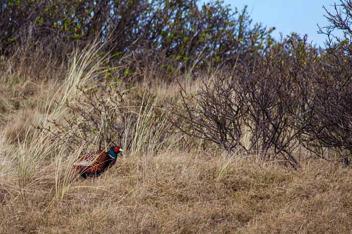 Fasan in den Dünen