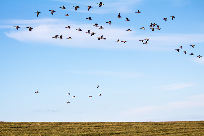 Ringelgänse im Flug