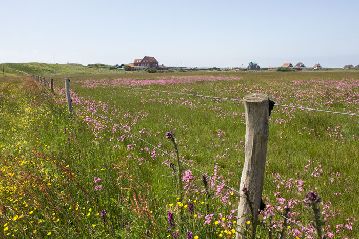 Viehweide im Westinnengroden