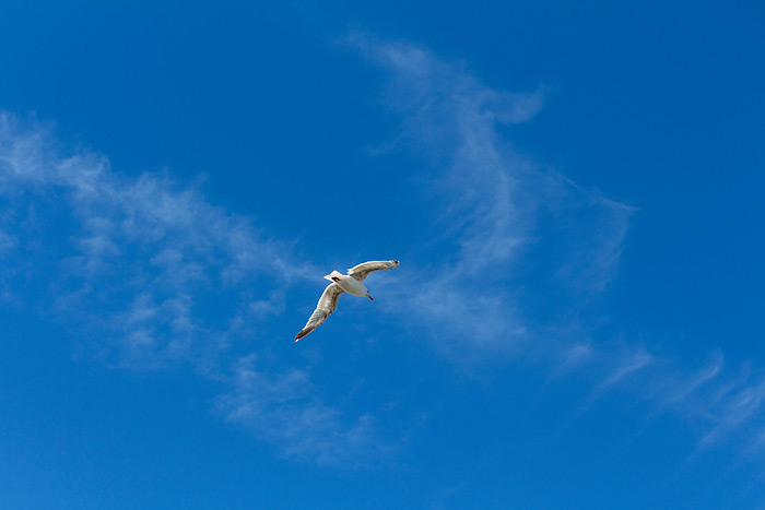 Silbermöwe im Flug