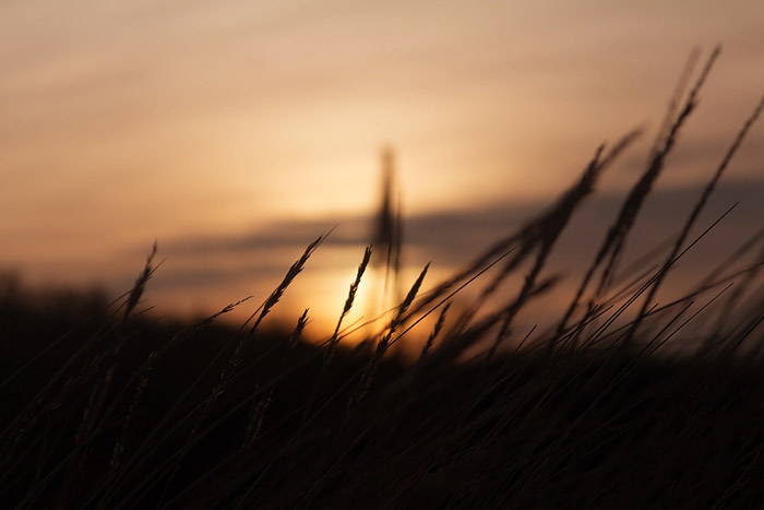 Dünengras im Abendlicht