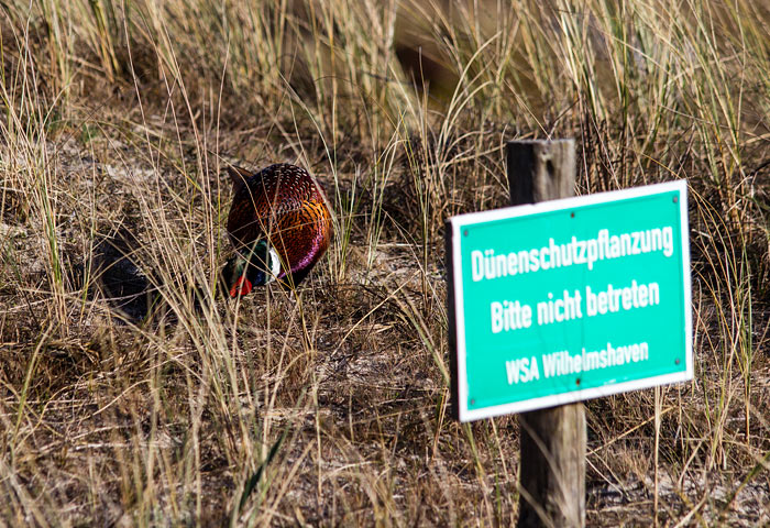 Fasan im Dünenschutzgebiet