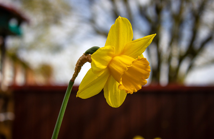 Narzissenblüte