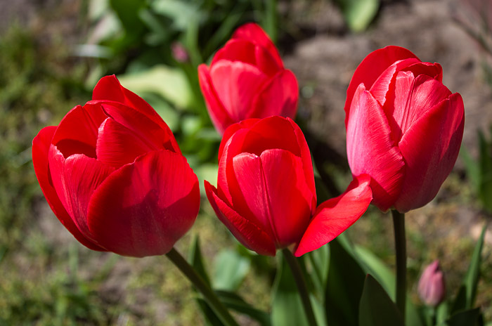 Rote Tulpen im Vorgarten