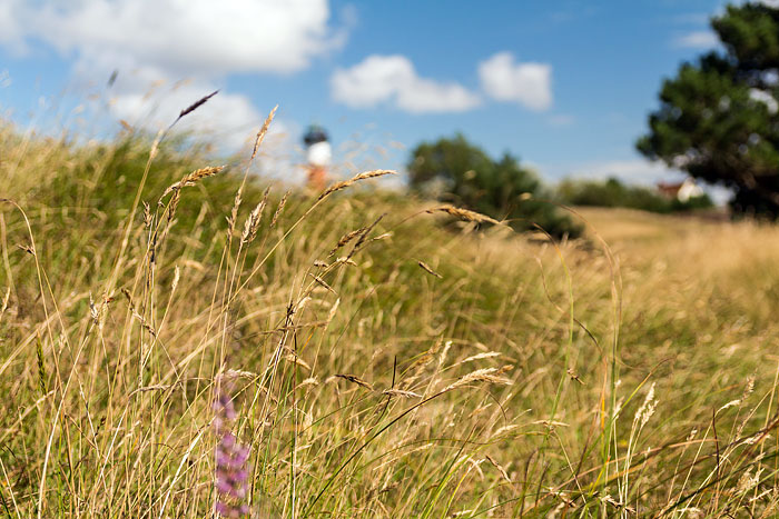 Osterdünen im Sommer