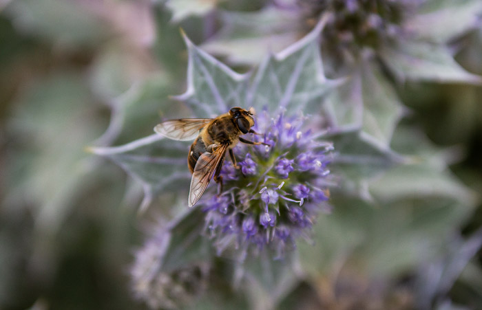 Biene und Stranddistel