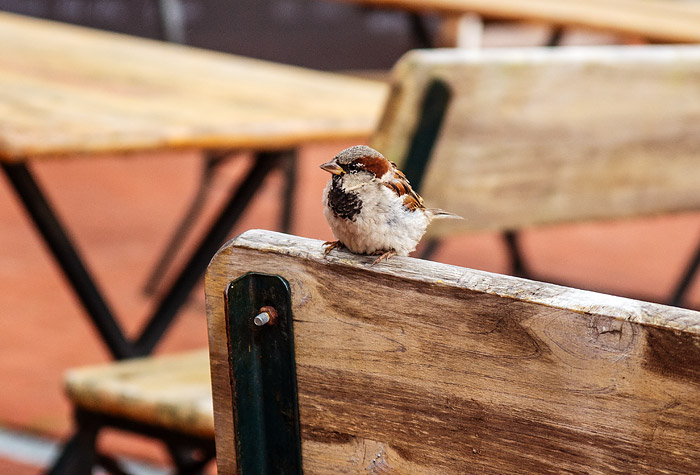 Spatz im Biergarten