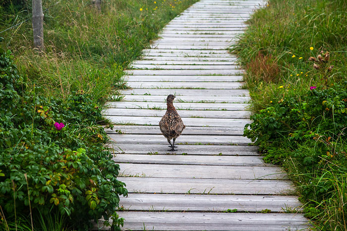 Jung-Fasan auf dem Dünenweg