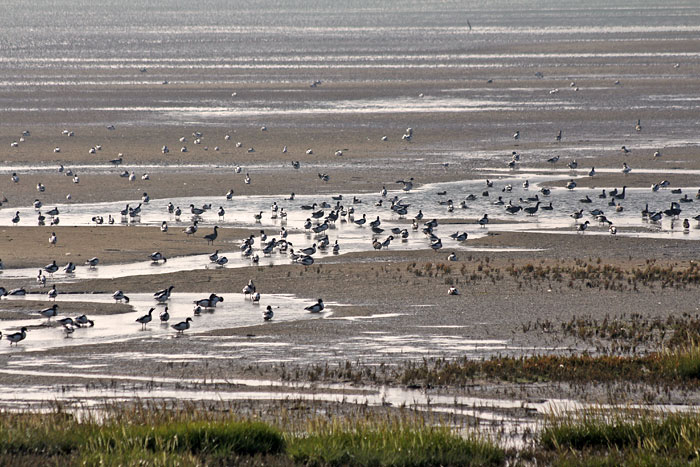 Gänse im Wattenmeer