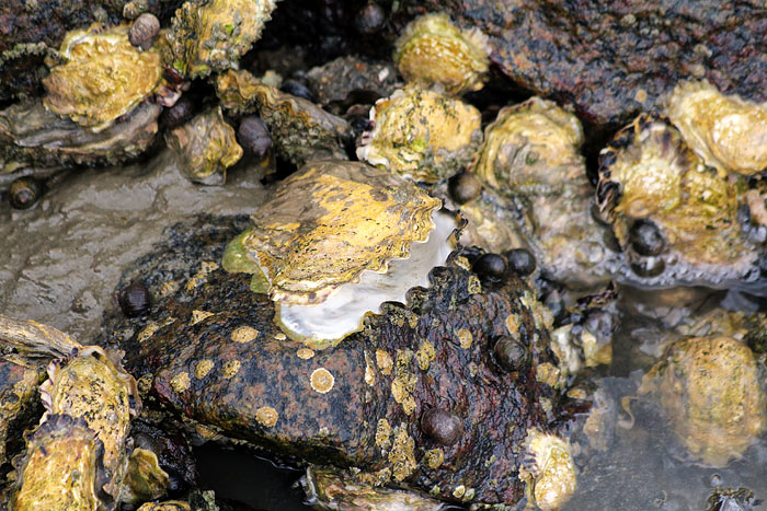 Pazifische Austern am Westanleger