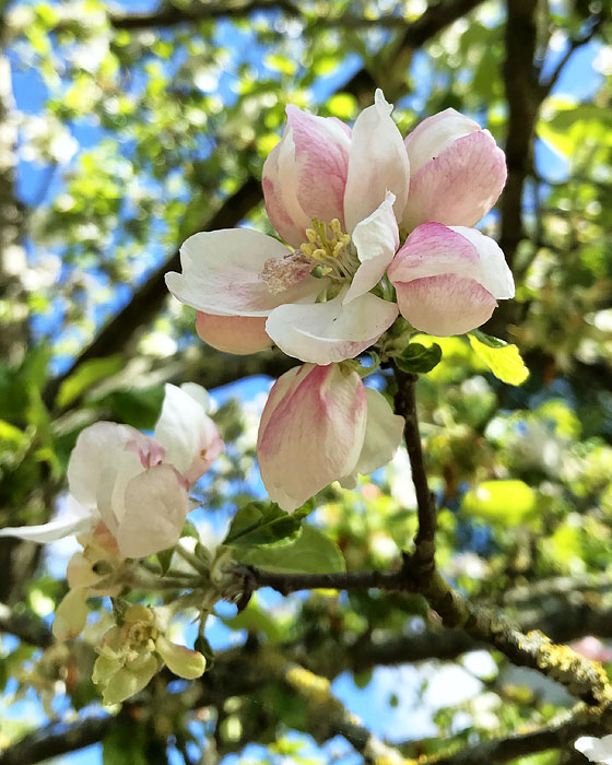 Blüte des Apfelbaums
