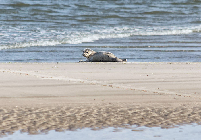 Seehund am Oststrand