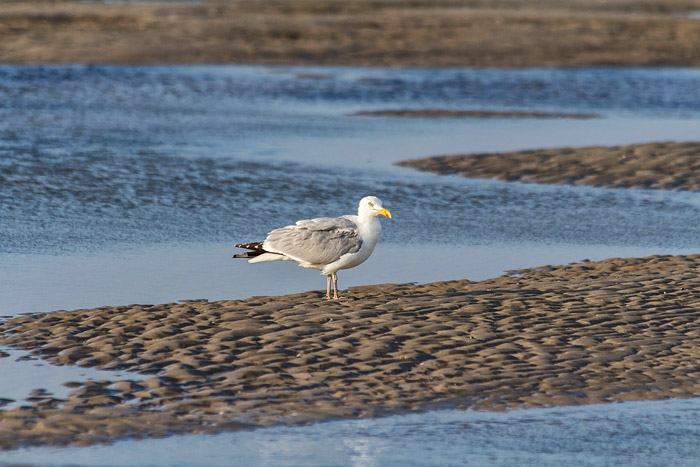 Silbermöwe am Oststrand