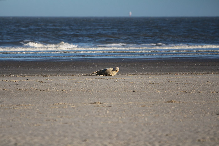 Seehund am Oststrand