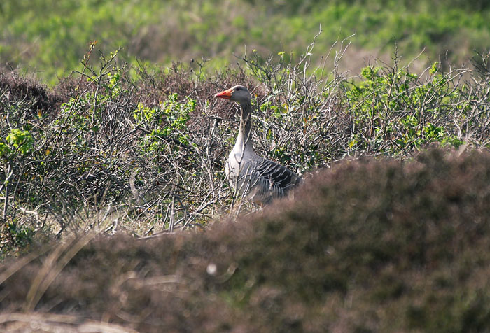 Graugans in den Heidedünen