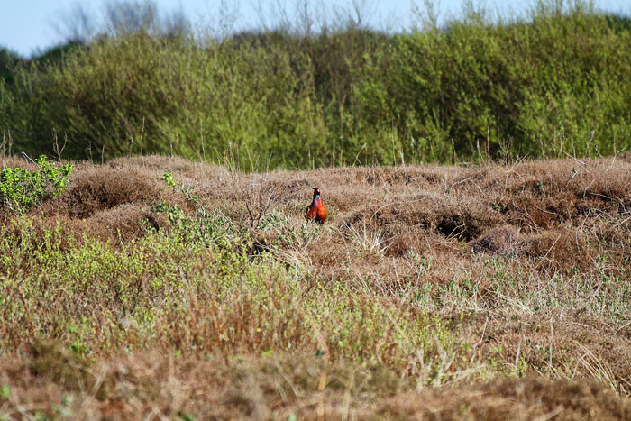 Fasan in den Heidedünen