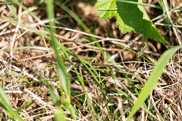 Grashüpfer im tiefen Gras