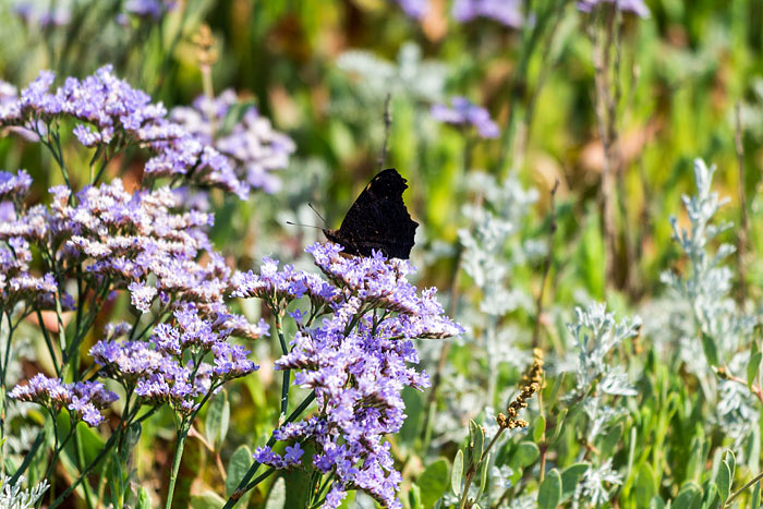 Schmetterlingsbesuch in den Salzwiesen