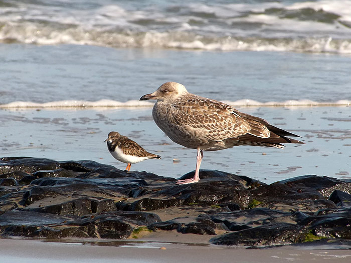 Möwe und Steinwälzer auf der Buhne