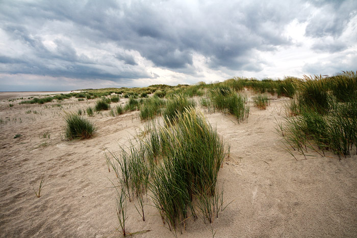 Vordünen im Osten