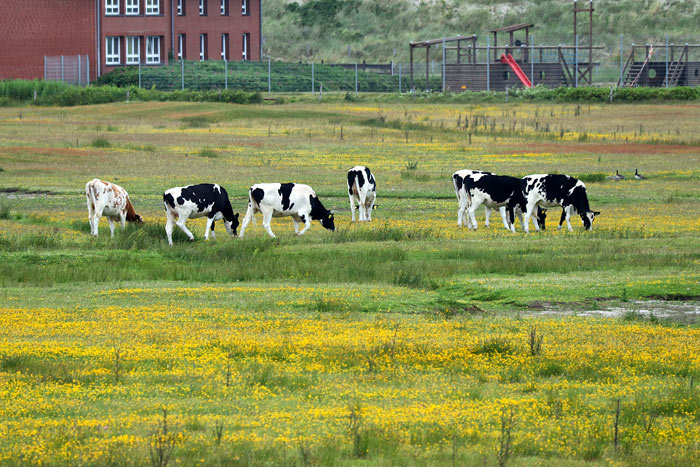 Kuhherde im Westgroden