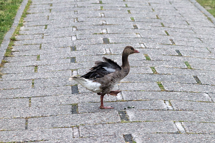 Junge Graugans auf dem Deich