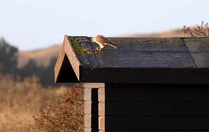 Turmfalke mit Beute