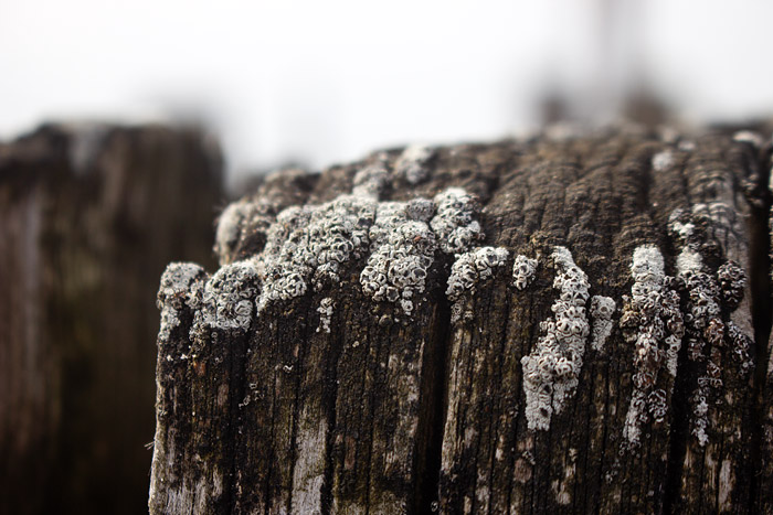 Holzpfahl in der Nahaufnahme